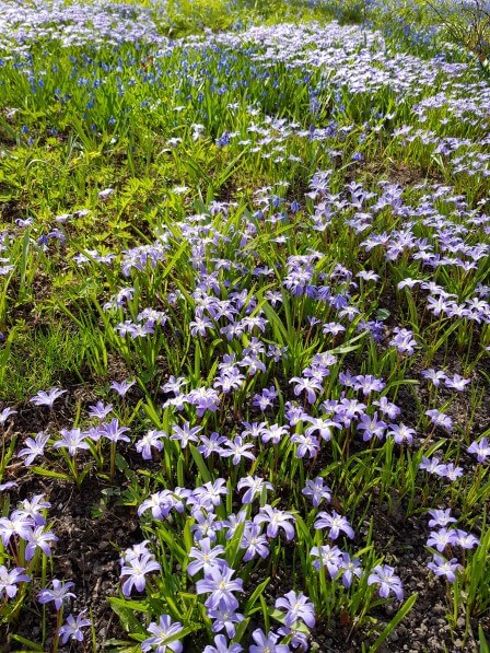 Äng med blommor